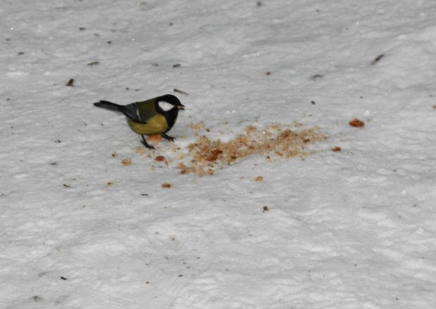Диких животных и птиц Новосибирской области посчитают