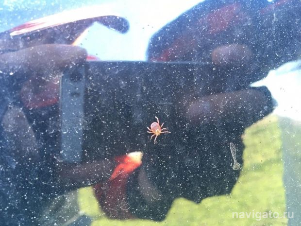 Начинается противоклещевая обработка парков и скверов в Новосибирске