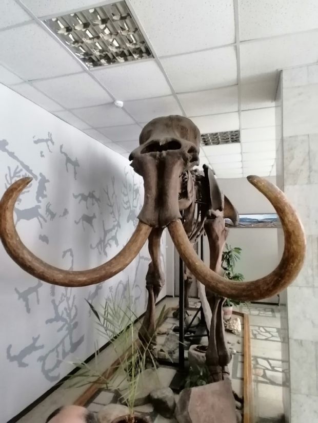 Волонтеры почистят мамонта и слона в Академгородке