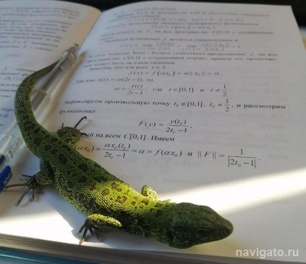 Опытная крысоловка Буся поймала необычную добычу вблизи Академгородка