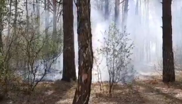 Неизвестные подожгли хвойный подстил в Чемском бору