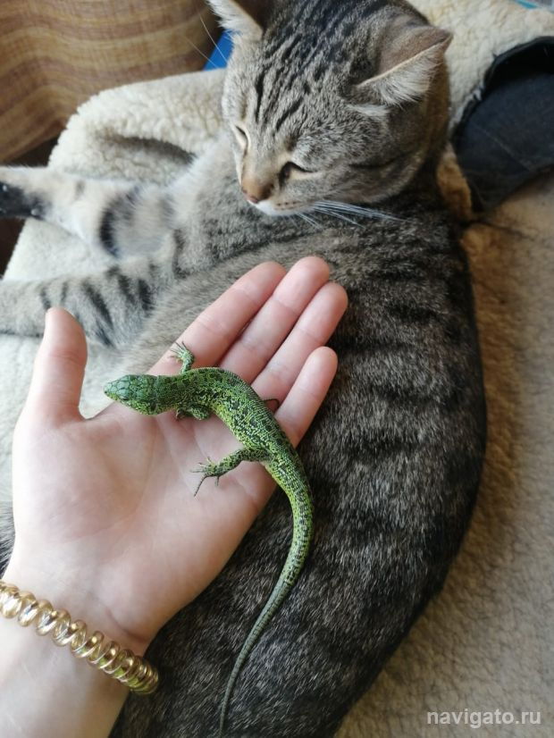 Зоологи рассказали об особенностях зелёных прытких ящериц