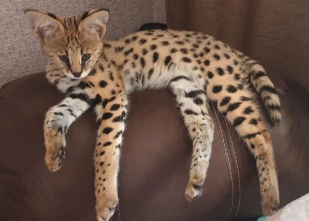 Ветеринары из Новосибирска спасают сервала Тиффани