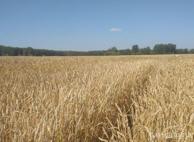 Морозостойкую урожайную пшеницу создают селекционеры Сибири