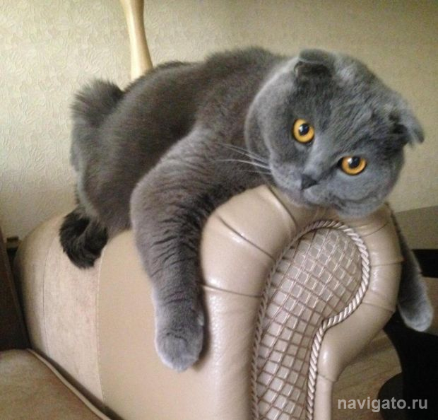 О стерилизации домашних животных расскажут новосибирцам