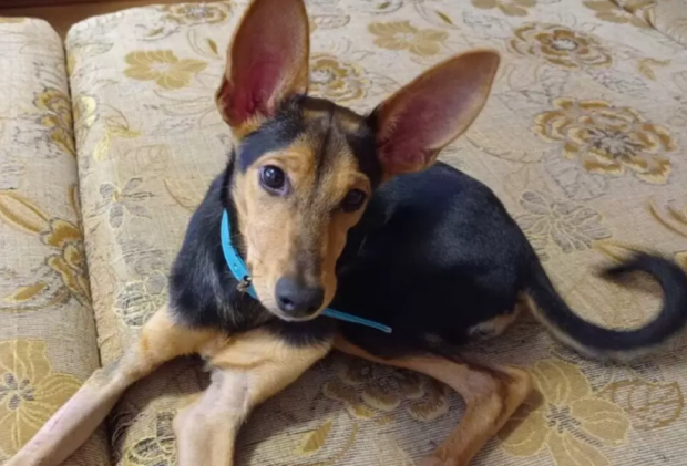 Спасённому от смерти щенку по кличке Клёпа ищут новый дом