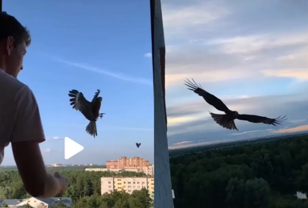 Житель Шлюза приручил коршуна и кормит его говядиной