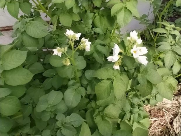 Новые сорта картофеля вывели сибирские селекционеры