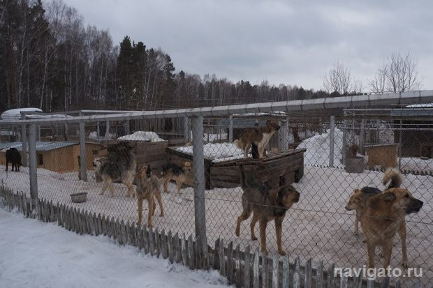 О бездомных животных теперь можно сообщать по номеру 112