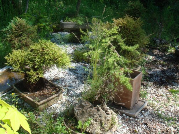 «Газпром» и «Роснефть» создадут Фонд содействия ботаническим садам