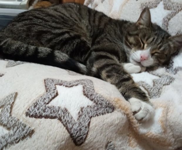 Об ответственном обращении с животными расскажут новосибирцам