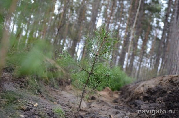 В Бердском лесхозе создали плантацию элитных саженцев