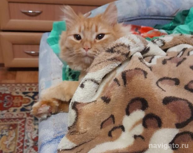 Погода на выходные: много снега и ноябрьское тепло