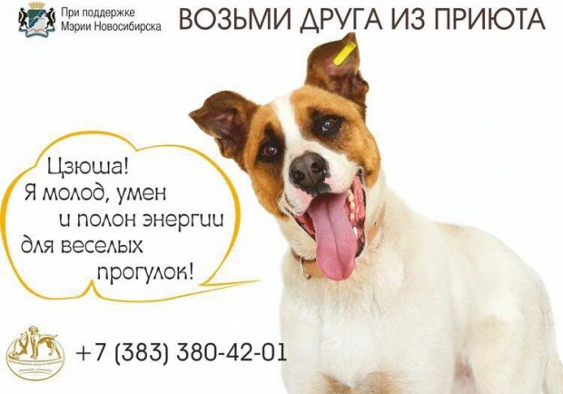 Социальная реклама о животных появилась в Новосибирске