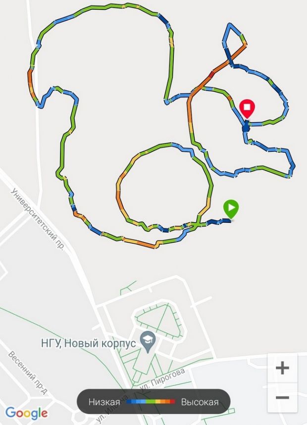 Цифровая белка появилась в университетском лесу возле НГУ
