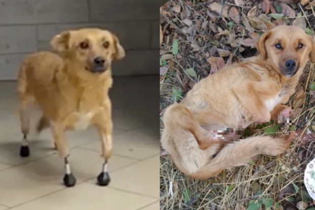 Искалеченная собака по кличке Моника уезжает жить в Лондон