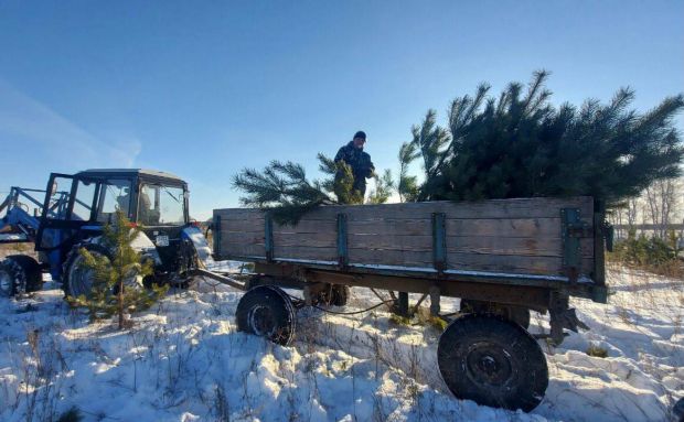 Около 30 тысяч деревьев заготовят в Новосибирской области к Новому году