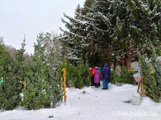 Мэрия Новосибирска сообщила об открытии ёлочных базаров