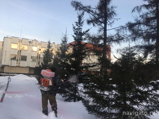 В Академгородке начали опрыскивать ели антивандальным раствором