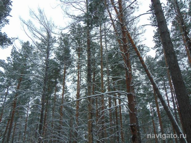 За клиникой Мешалкина вырубят аварийные деревья