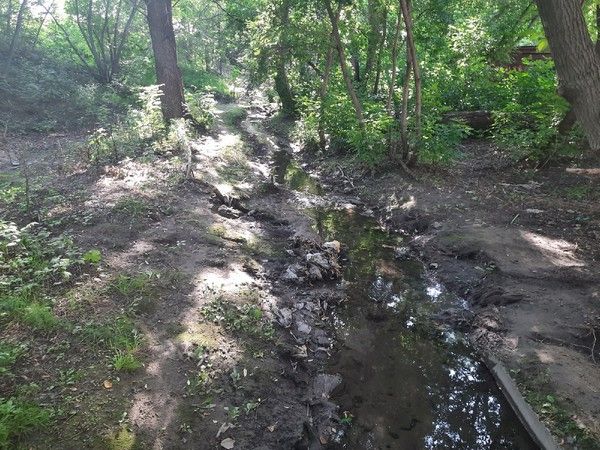 Леса поставят на кадастровый учет, а пойму речки Чербузы обустроят