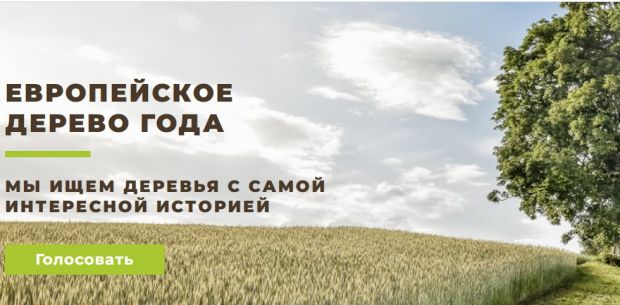 Новосибирцы могут проголосовать за знаменитое тургеневское дерево