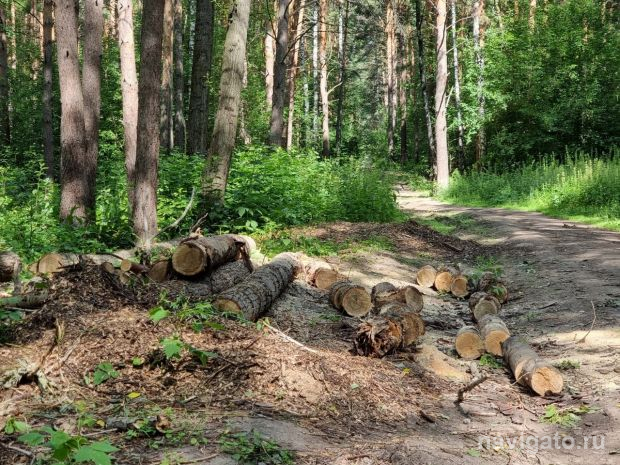 Трое мужчин оказались на скамье подсудимых из-за незаконной рубки леса