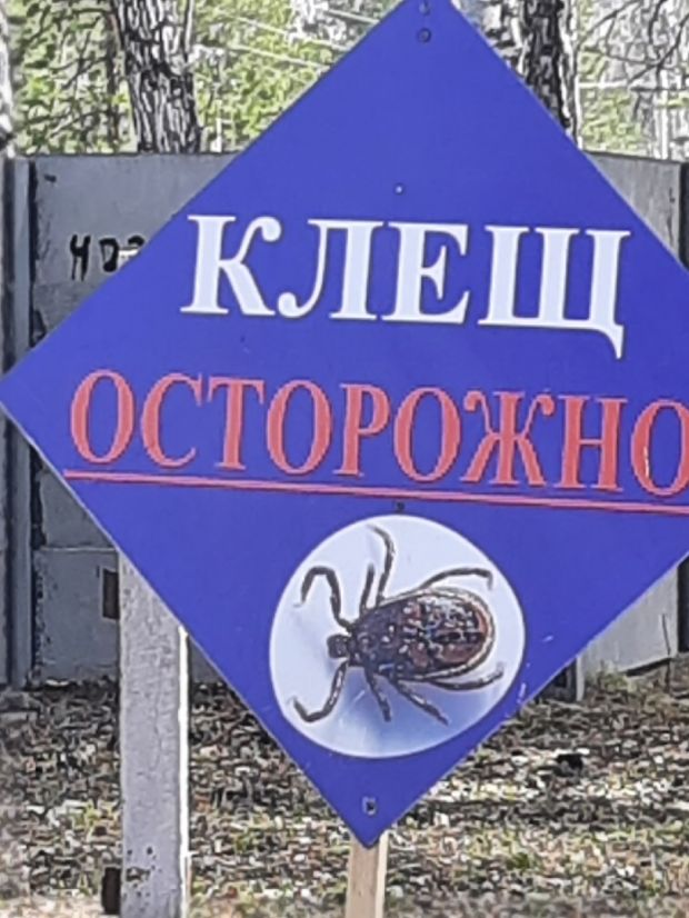 В Новосибирске зафиксирован первый укус клеща