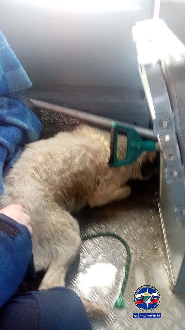 Рыбаки пришли на помощь тонущей собаке