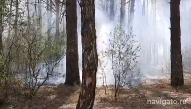 Экстренное предупреждение из-за природных пожаров опубликовало МЧС по НСО