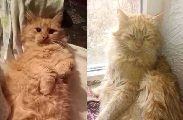 Рыжий кот Лёсик уехал из Барабинска на товарняке