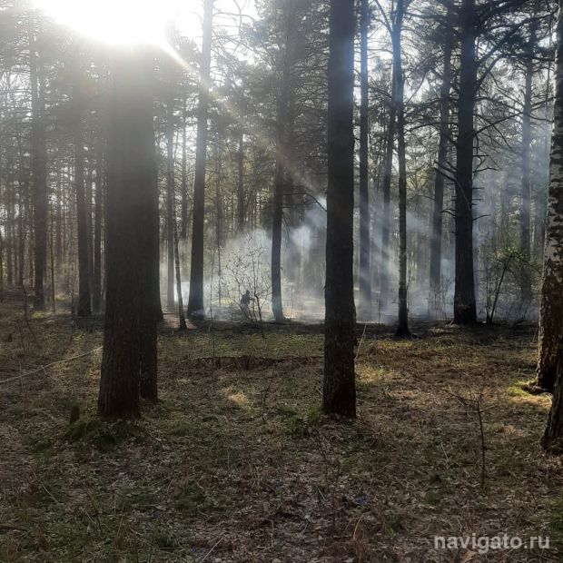 Неизвестные чуть не устроили большой пожар в лесу в Верхней зоне
