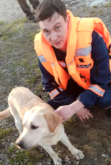 Спасатели пришли на помощь лабрадору Саймону