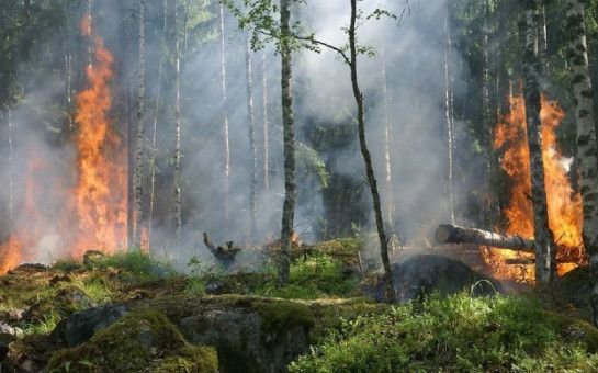 Особый противопожарный режим в третий раз продлили в Новосибирской области