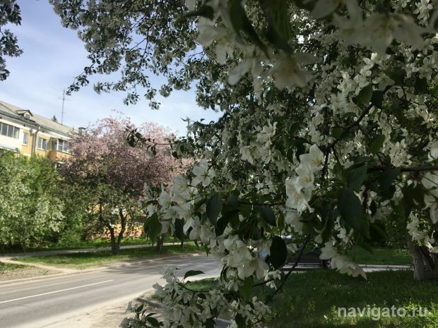 Цветущий Академгородок