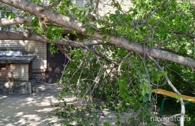 В доме рядом с ЖЭУ сломалась большая черёмуха