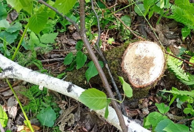 Вырубки возле НГУ согласованы в соответствии с законом