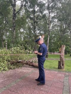 Дерево упало на ребенка в Нарымском сквере