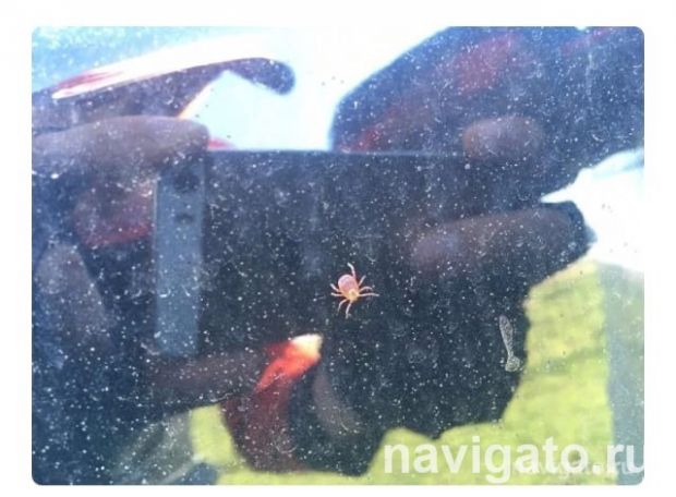 11 человек в Советском районе укусили клещи