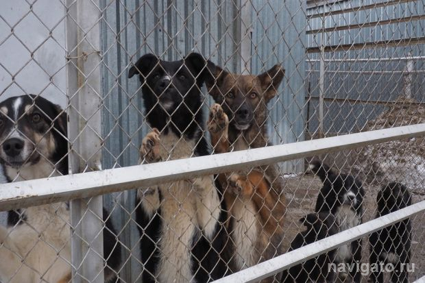 Почти 10 миллионов рублей потратят на приют для бездомных животных