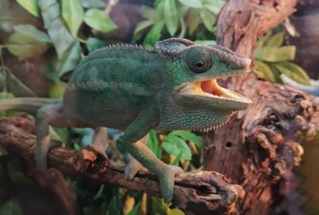 Новосибирские ветеринары спасли одинокую самку хамелеона