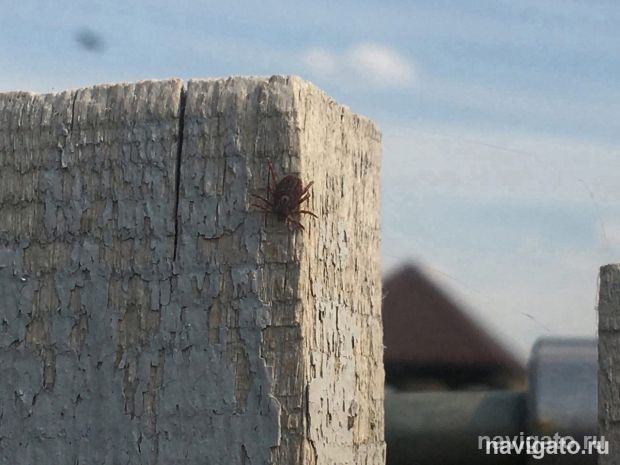 За неделю клещи укусили 18 жителей Советского района