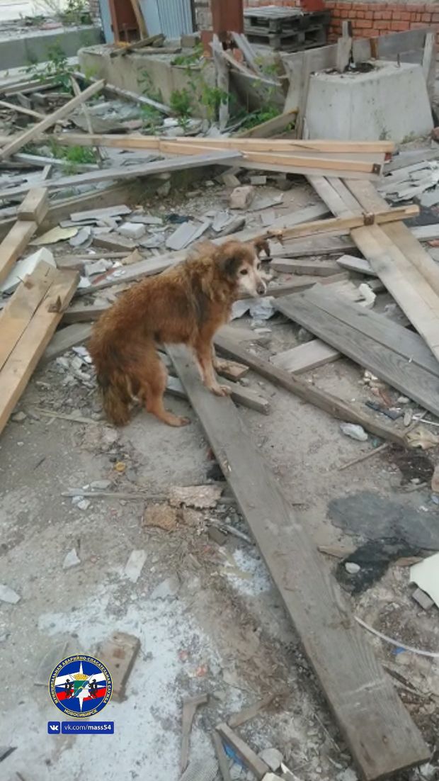 Спасатели пришли на помощь собаке в микрорайоне Щ
