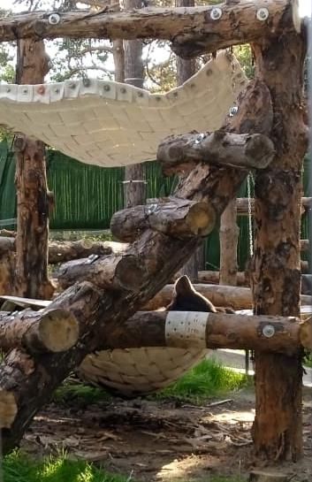 Как чувствуют себя медведи в новом вольере в Новосибирском зоопарке