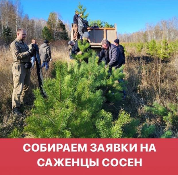 В Советском районе принимают заявки на саженцы сосен