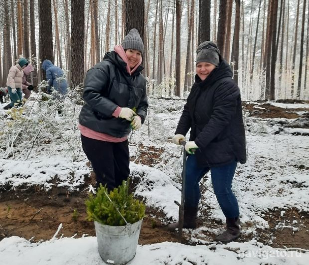 На площади более 1 гектара в Нижней Ельцовке высадили сеянцы сибирских елей