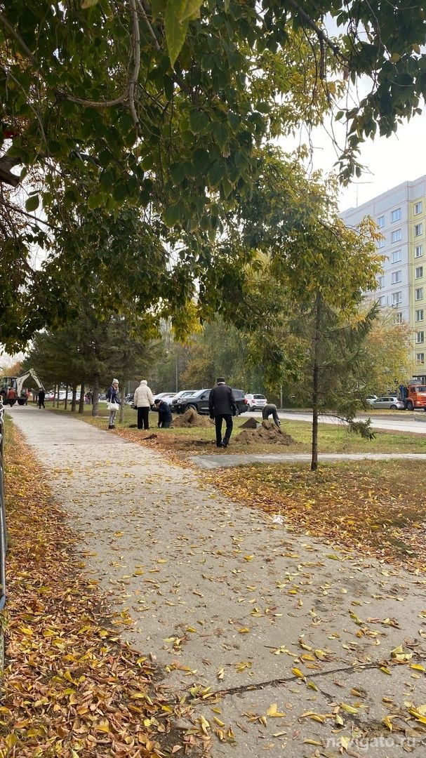 На улице Демакова готовятся к высадке 20 лип