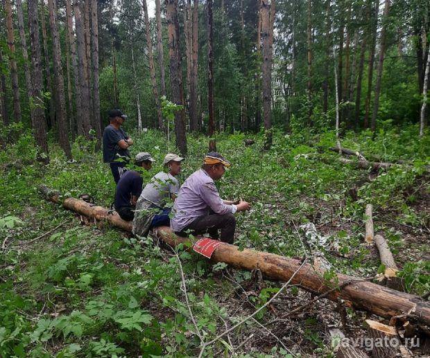 Строительство кампуса НГУ приостановили по требованию защитников лесов