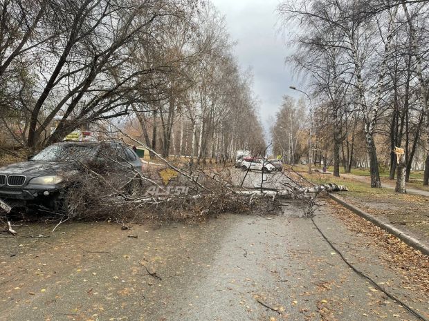 Сильный ветер повалил несколько деревьев в Советском районе