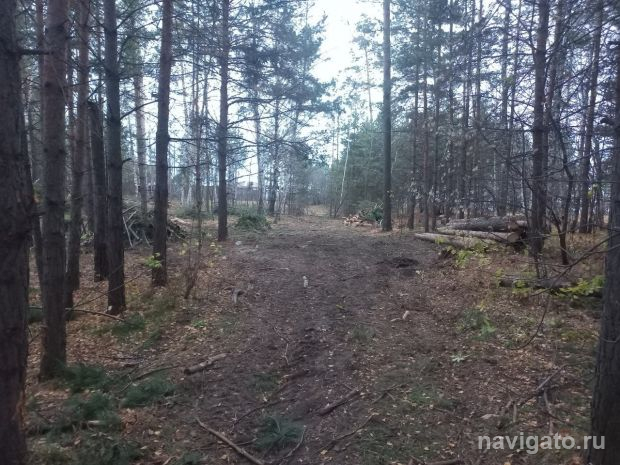 В зеленой зоне парка отдыха «Звезда» устроили лесоповал